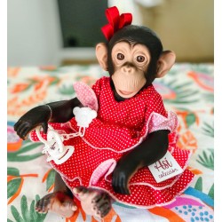 Małpka Lola w hiszpańskiej...